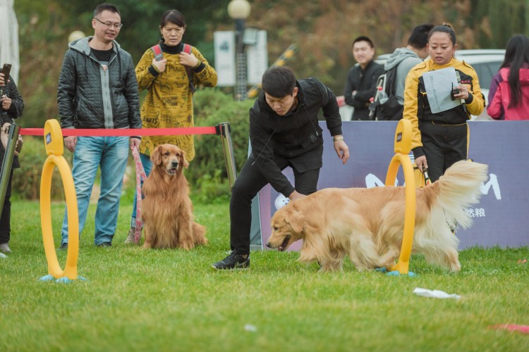 沈城30万+宠物犬拉动经济亿元级消费