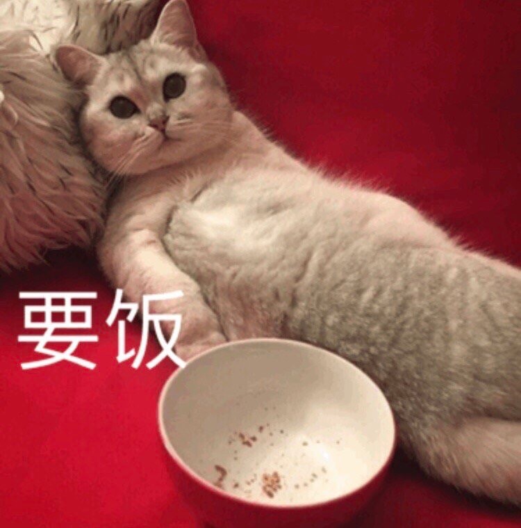 小猫偷藏私房钱被抓现行网友：猫的小金库比我的裤兜还富…