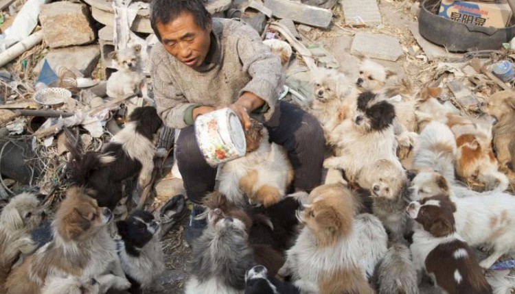 揭秘：为什么大部分流浪狗都是中小型犬没有大型犬