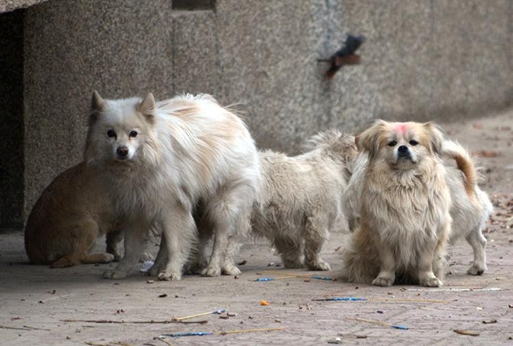 揭秘：为什么大部分流浪狗都是中小型犬没有大型犬