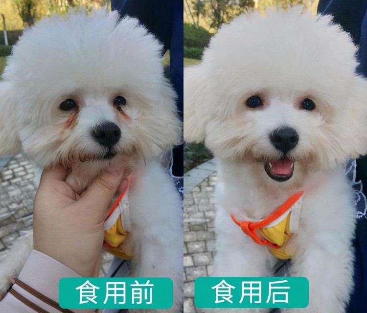 比熊犬的睡姿暴露了主人在它心中的地位