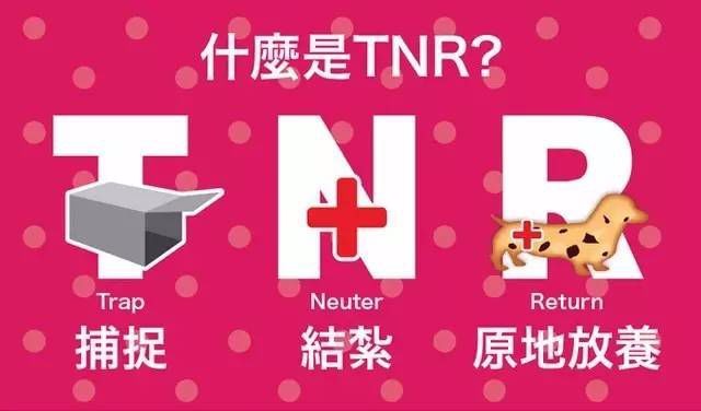 你知道TNR吗？流浪猫最常见有效的救助方法