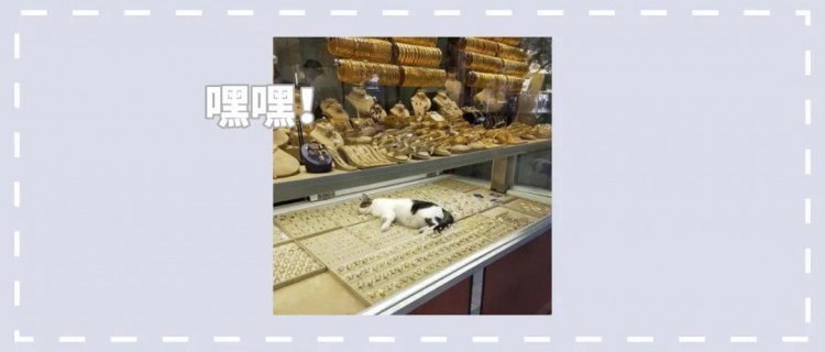 ​25张图片证明：在睡觉这方面，没有谁能比猫咪更为所欲为了