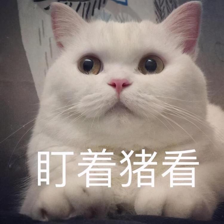 宠物猫眼睛很多分泌物怎么回事？