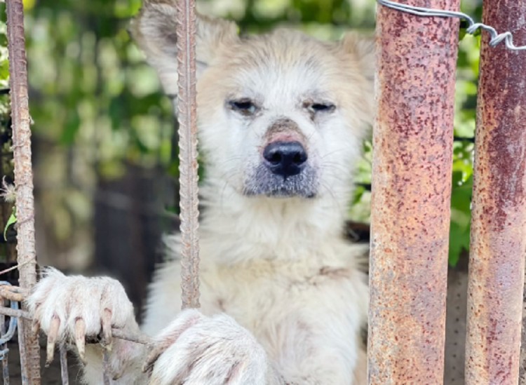 辽宁：主人搬家秋田犬却在死守狗狗：他什么都带走唯独忘了我