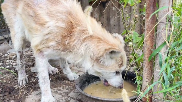 辽宁：主人搬家秋田犬却在死守狗狗：他什么都带走唯独忘了我