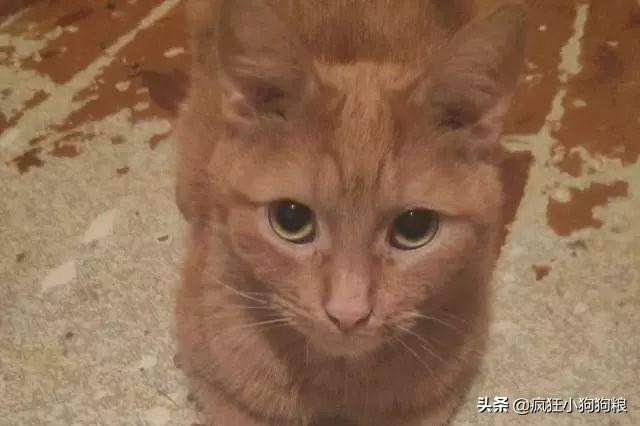 俄罗斯美女收养怀孕流浪猫四年后爆炸成130只全都是橘猫