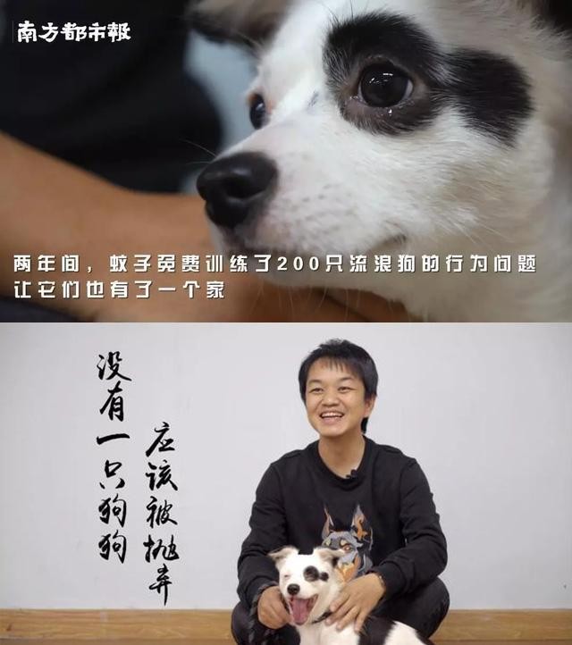 狗狗散步时爱暴冲让训犬师一对一指导还是自己看教程好呢