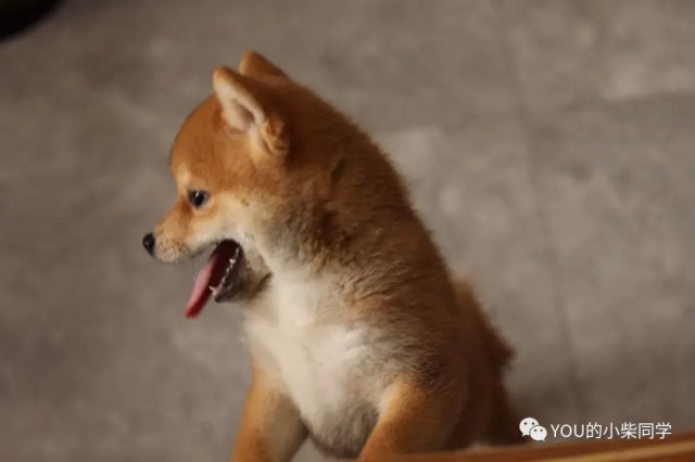 柴犬为什么那么招人喜欢好饲养吗