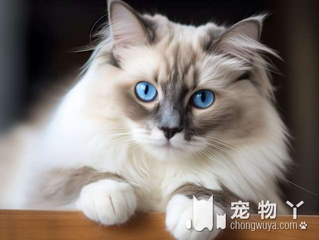 蓝猫和波斯猫的区别？